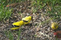 goldfinch