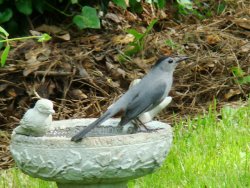 gray catbird
