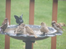 house sparrows